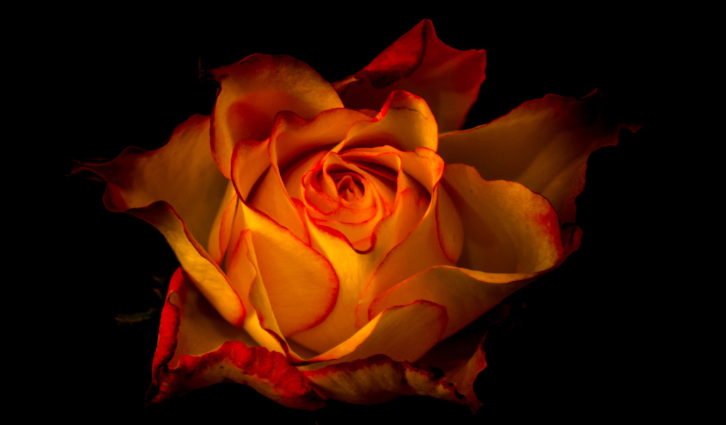 Красивая оранжевая роза крупным планом на черном фоне