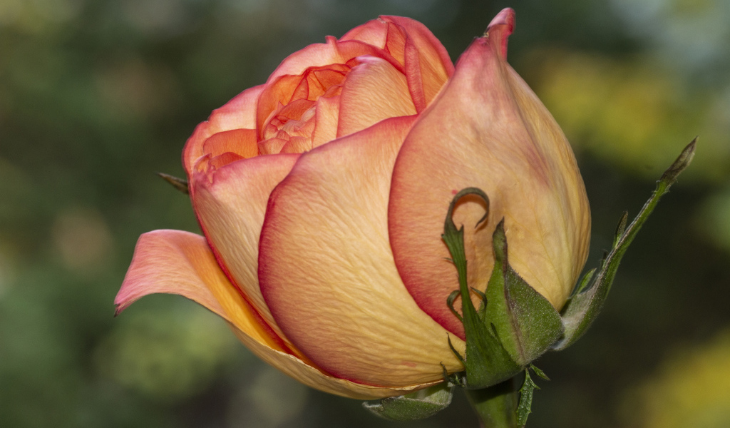 Красивая оранжевая роза крупным планом на клумбе