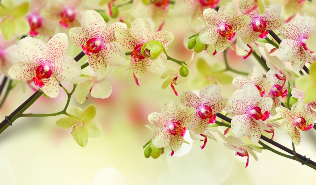 Красивый цветок орхидеи с бутонами на ветке 