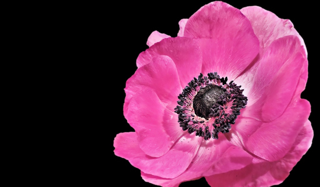 Красивый розовый цветок анемона на черном фоне 