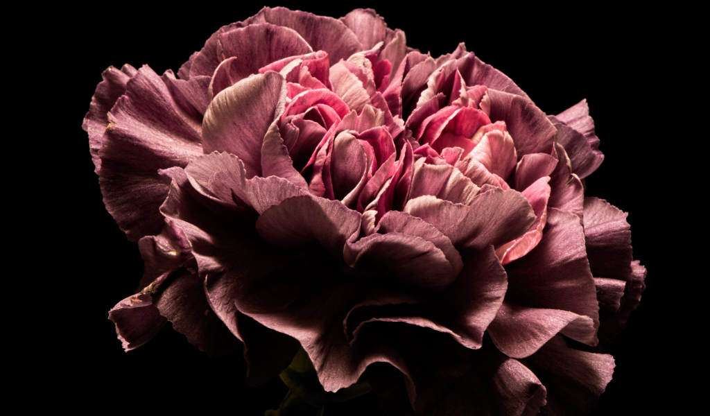 Красивый розовый цветок гвоздики на черном фоне