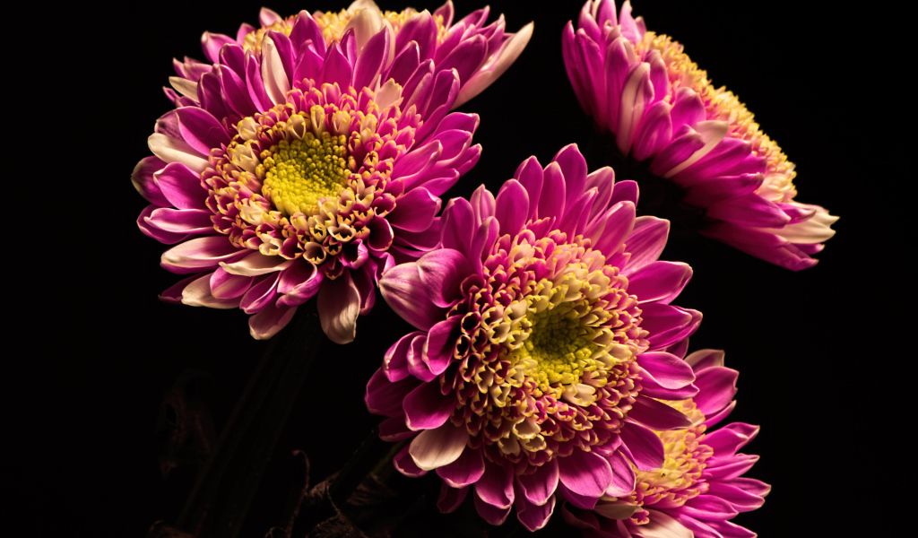 Красивые розовые хризантемы на черном фоне