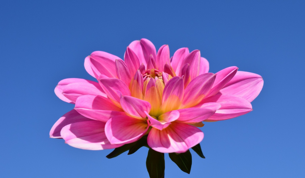 Красивый розовый цветок георгины на голубом фоне 