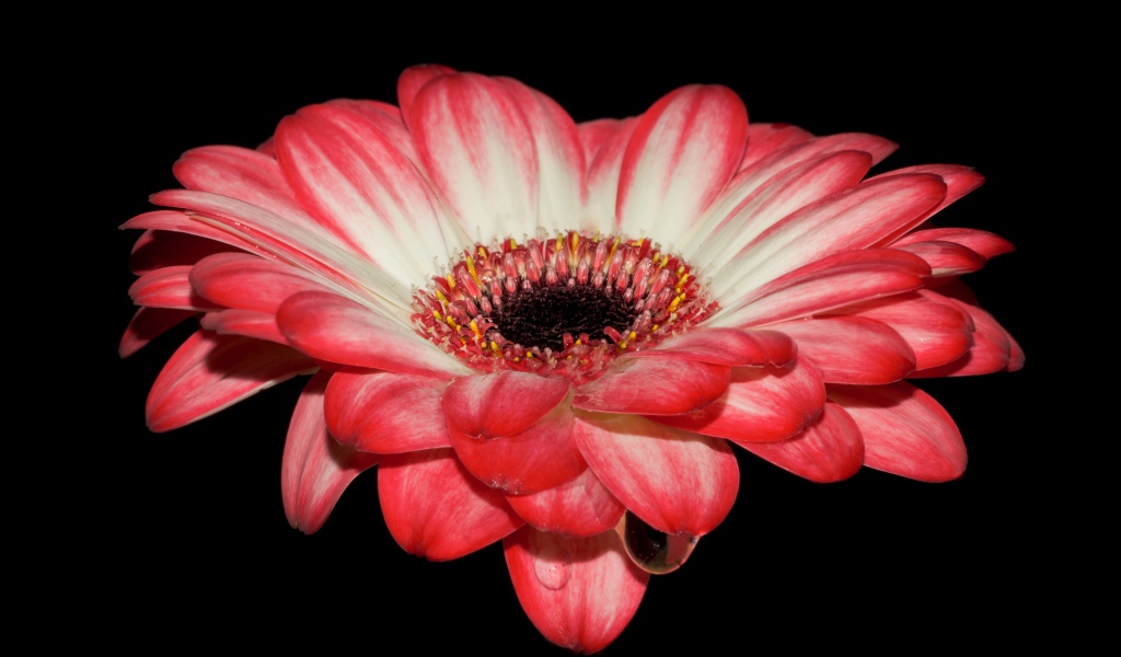 Красивый розовый цветок герберы на черном фоне