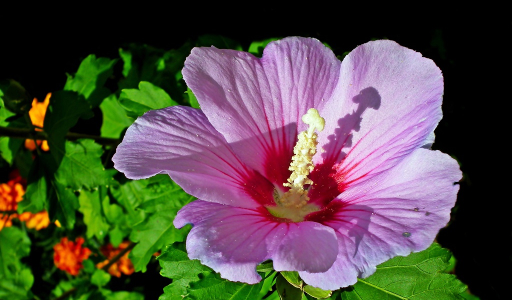 Красивый розовый цветок гибискуса с зелеными листьями