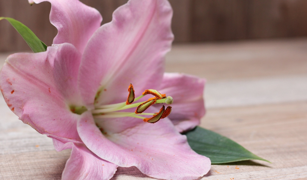 Beautiful pink lily lies on the table