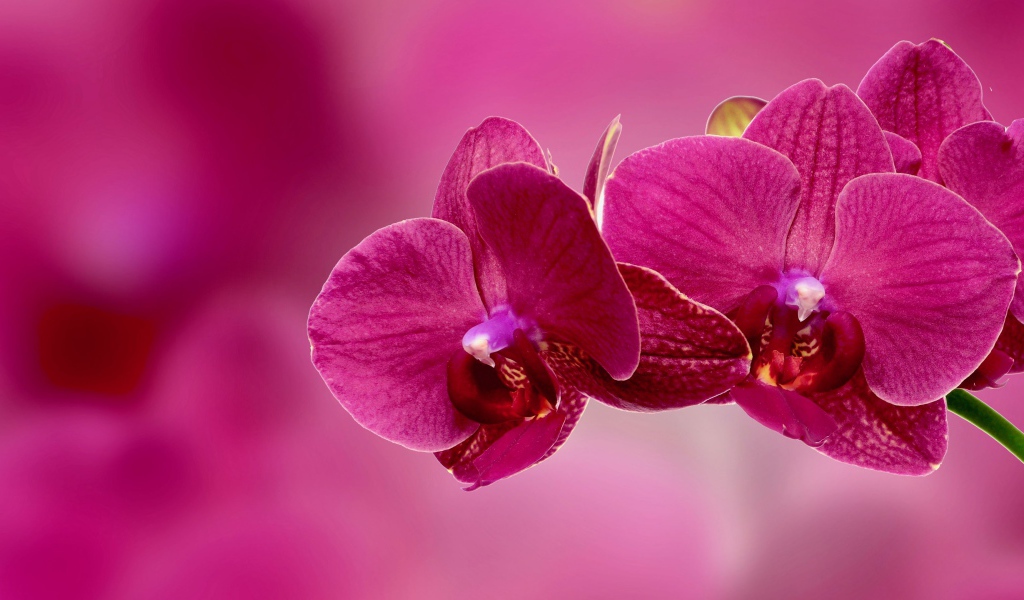 Красивые розовые цветы орхидеи крупным планом на розовом фоне