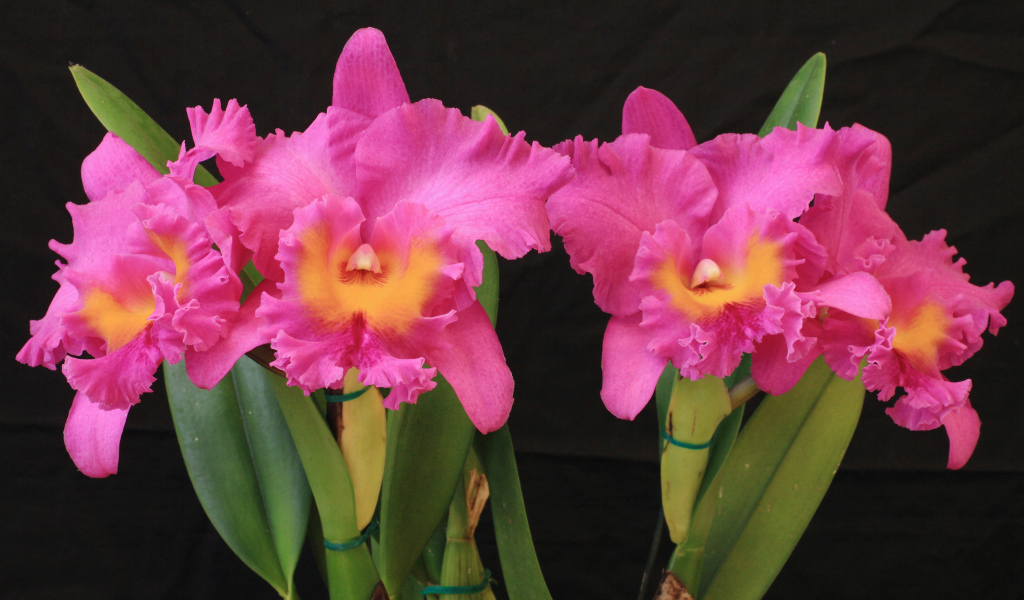 Красивые розовые орхидеи на черном фоне