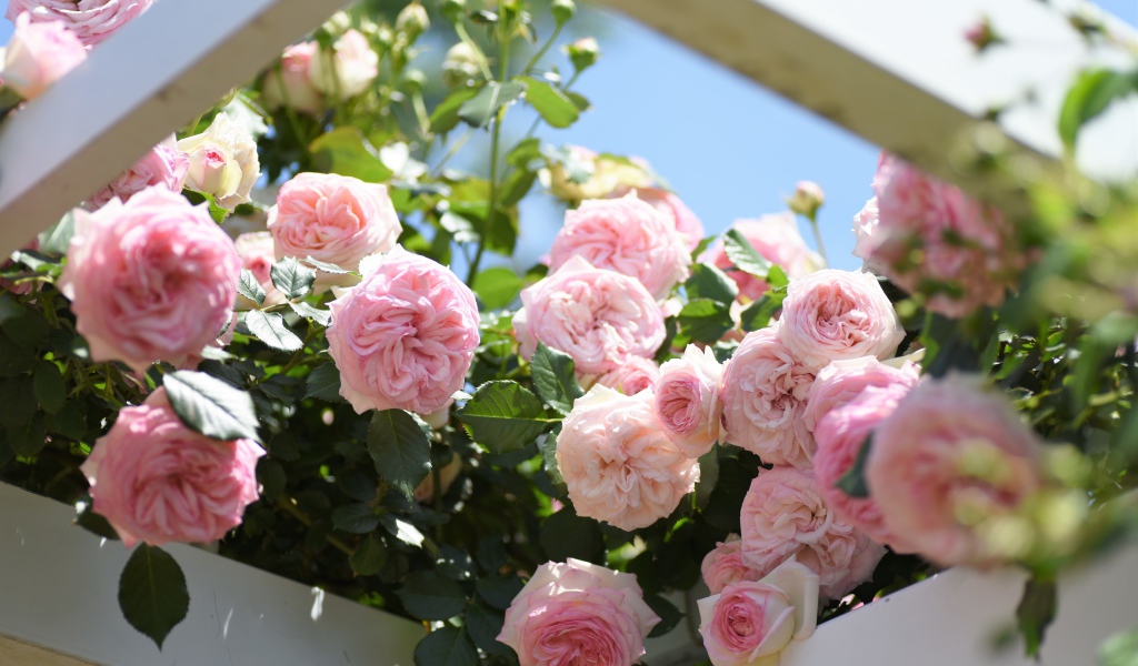 Красивые розовые парковые розы летом