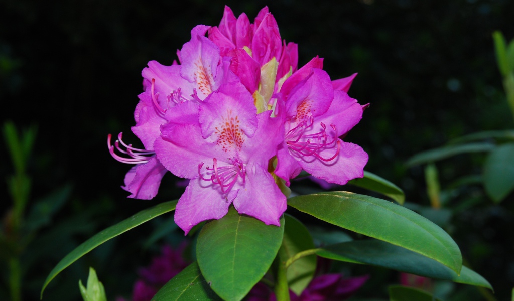 Красивый розовый цветок рододендрон крупным планом