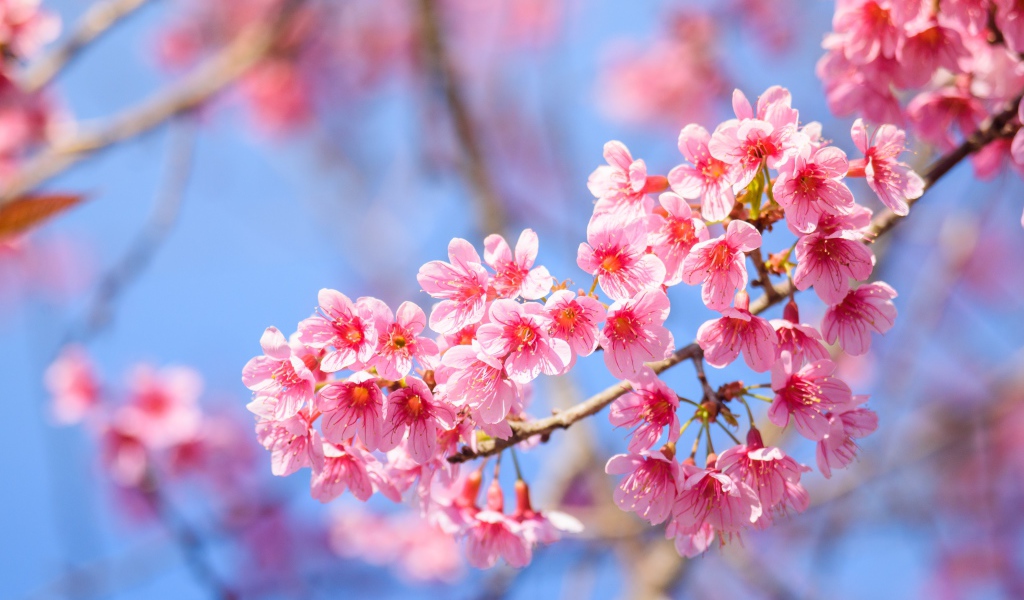 Красивые розовые весенние цветы на ветке дерева