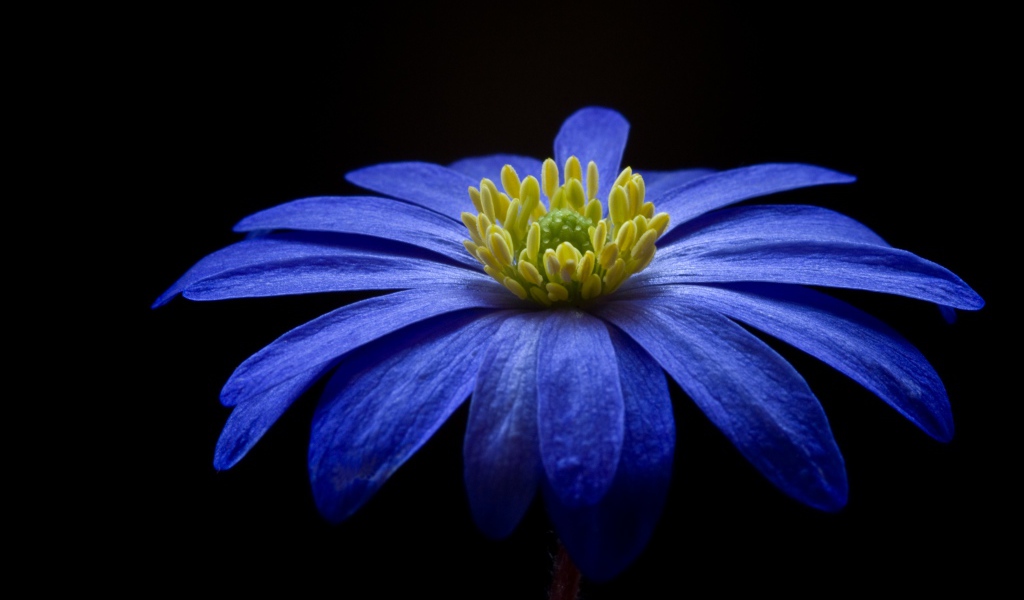 Красивый фиолетовый цветок с желтой серединкой на черном фоне