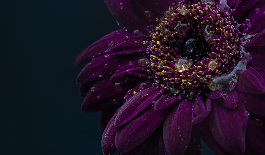 Красивый фиолетовый цветок герберы в каплях воды