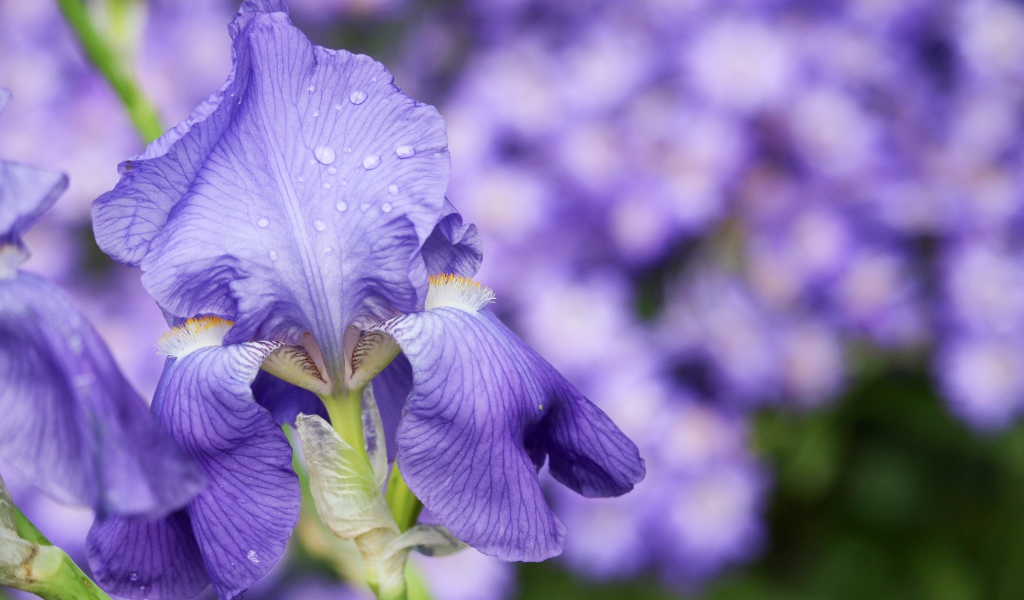 Красивый фиолетовый цветок ириса в каплях росы