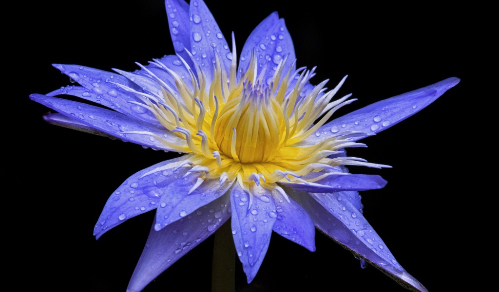 Красивый фиолетовый цветок лотоса в каплях росы на черном фоне