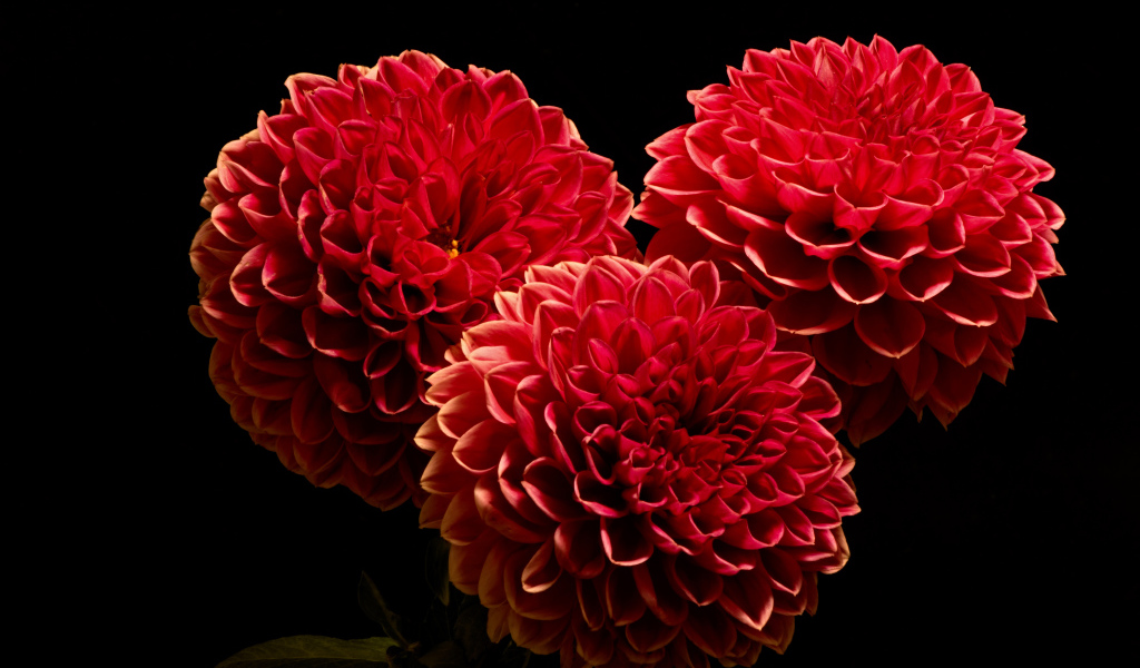 Красивые красные полные георгины на черном фоне
