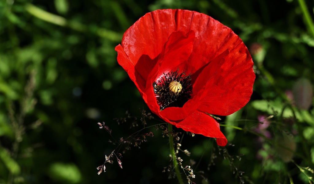 Красивый цветок красного мака крупным планом