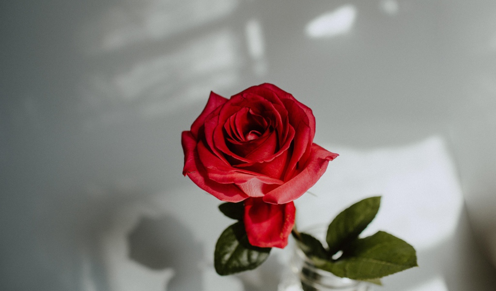 Красивый цветок красной розы в вазе на сером фоне