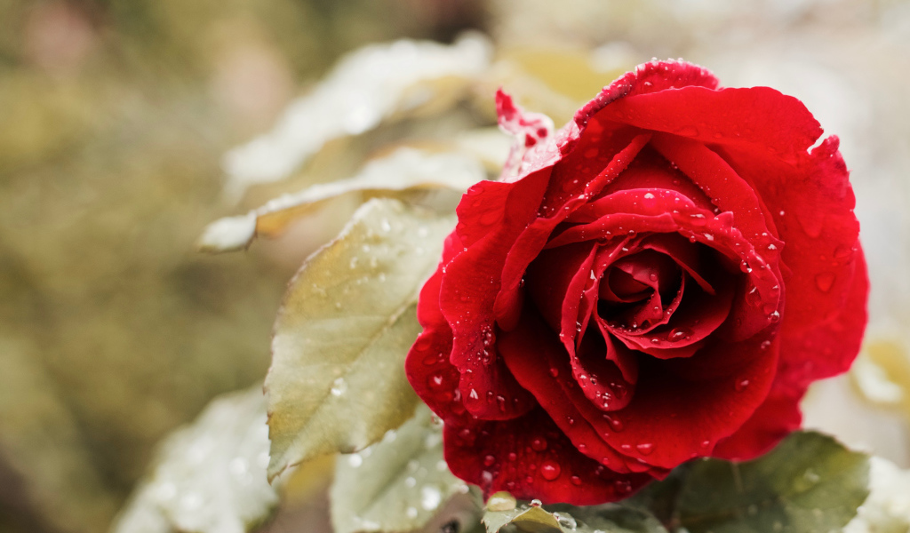 Красивая красная роза в каплях росы в саду крупным планом