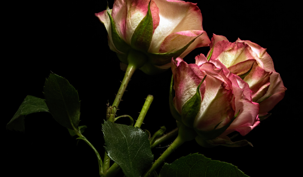 Красивые розы с бело-розовыми лепестками на черном фоне