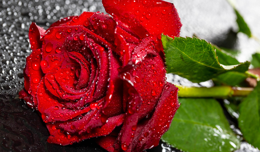 Красивая алая роза в каплях воды на черном поверхности 