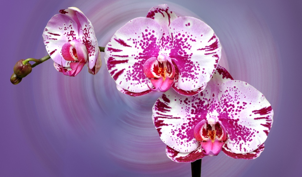 Красивая пятнистая розовая орхидея на сиреневом фоне