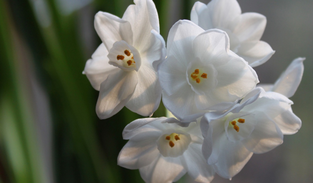 Красивые белые цветы амариллиса на ветке