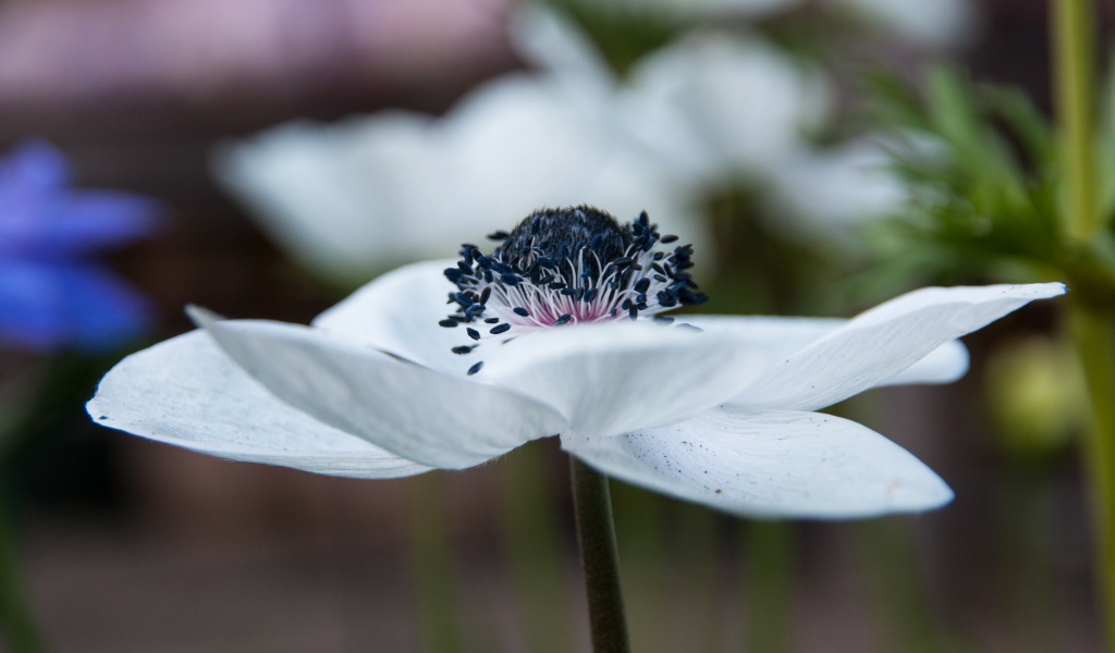 Красивый белый цветок анемоны крупным планом