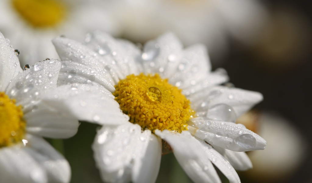 Красивая белая ромашка с белой серединкой с каплями росы на лепестках