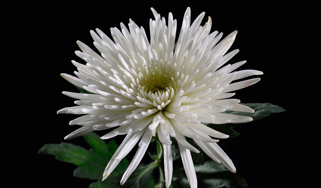 Красивая белая хризантема на черном фоне