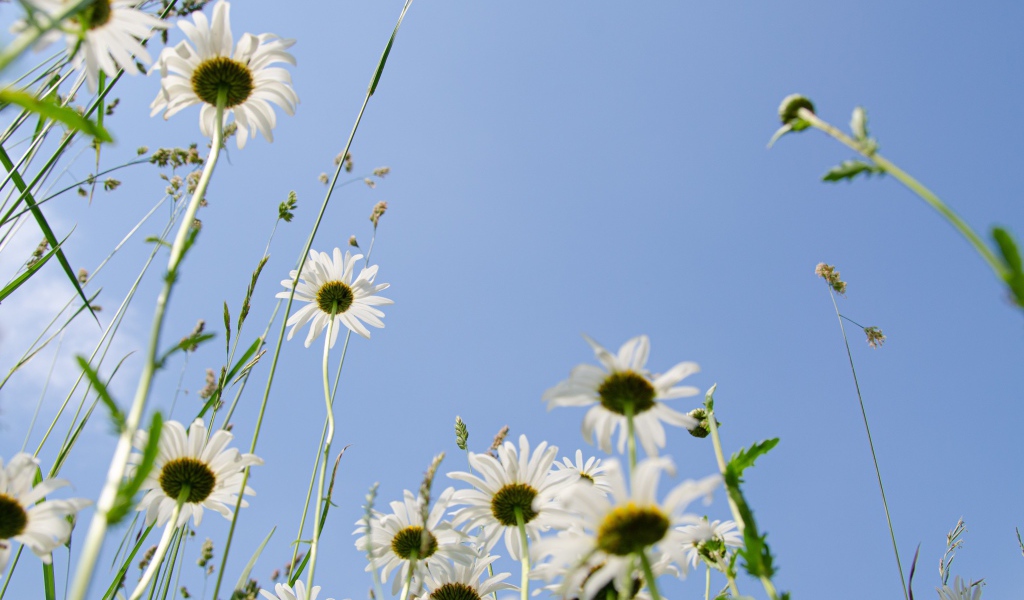 Красивые белые ромашки в траве 