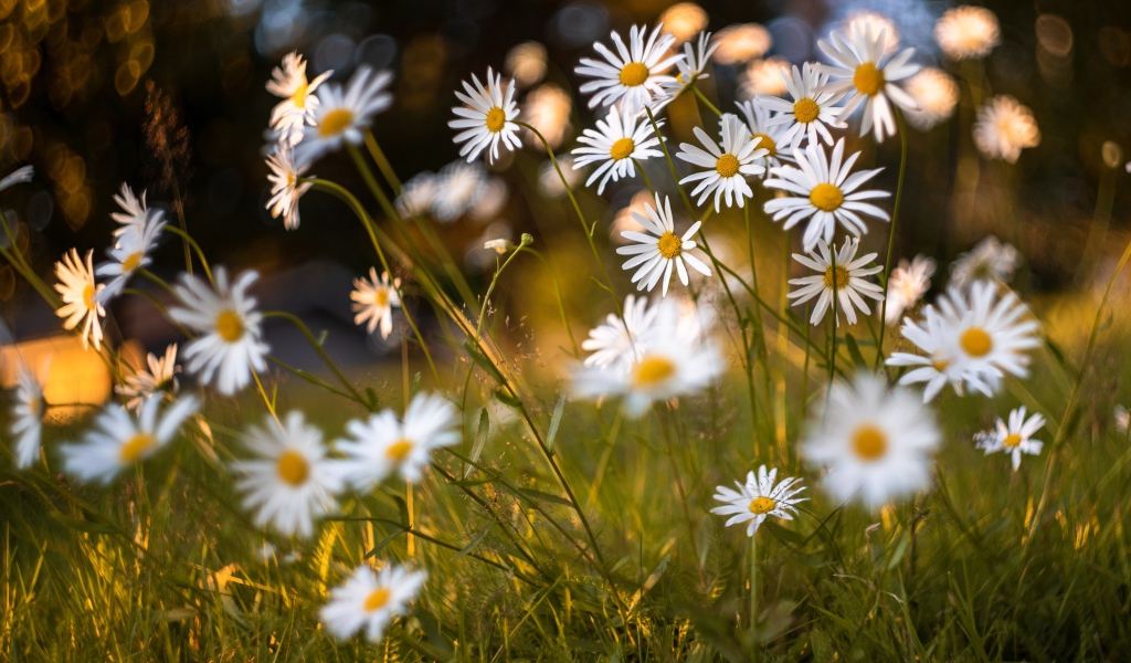 Красивые белые ромашки на поле с зеленой травой