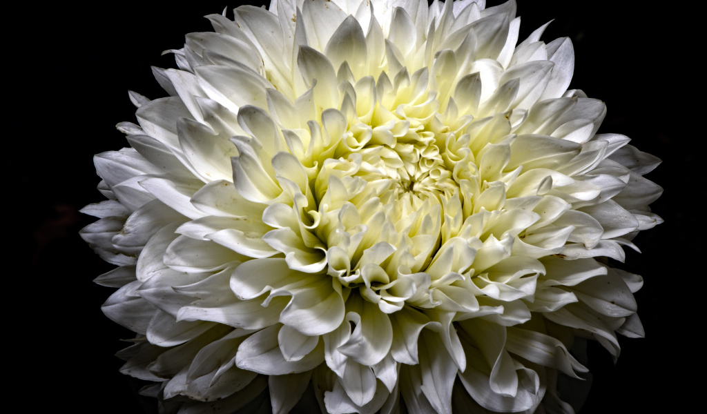 Красивая белая пушистая хризантема на черном фоне