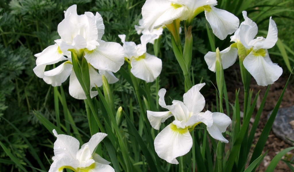 Красивые белые цветы ирис на клумбе