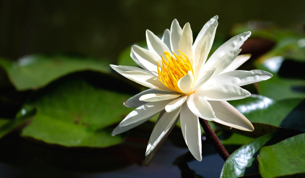 Красивый белый цветок лотоса с желтой серединкой в воде