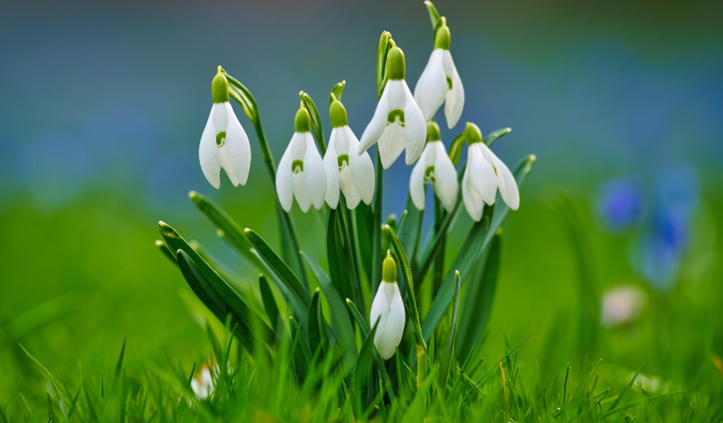 Красивые белые весенние подснежники в зеленой траве