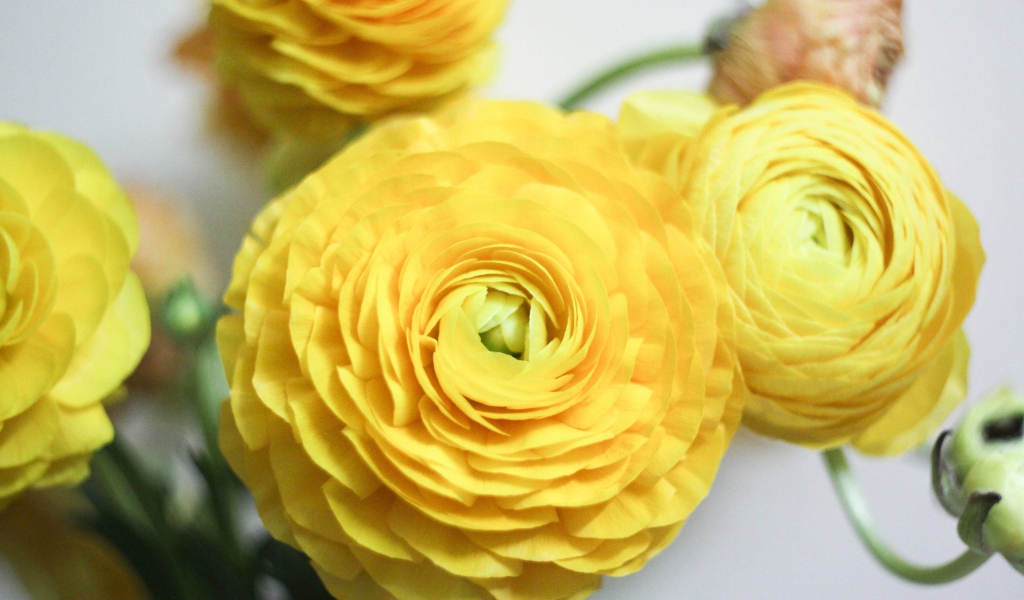 Красивые желтые цветы лютика крупным планом