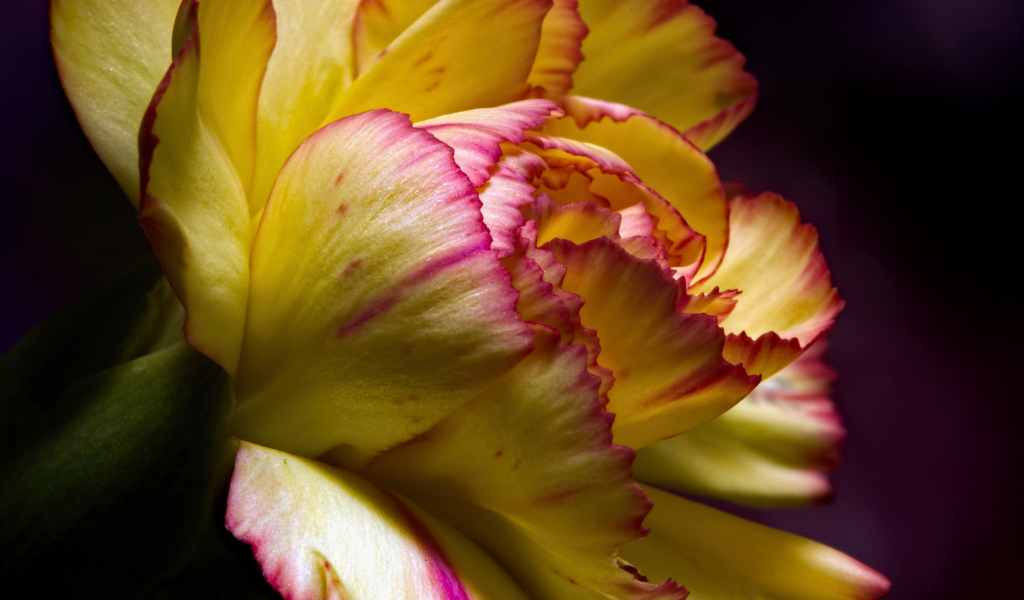 Красивая желтая гвоздика крупным планом