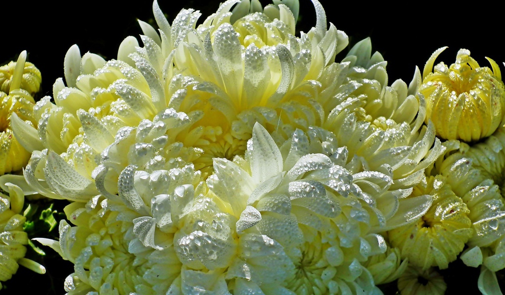 Красивые желтые хризантемы в каплях воды 