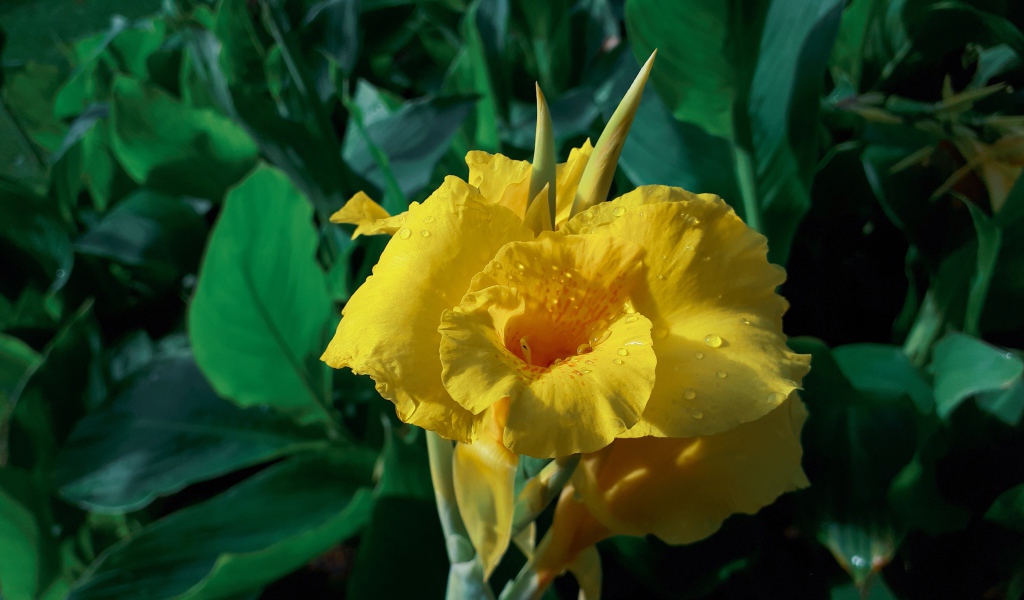 Красивый желтый цветок гладиолуса в каплях росы 