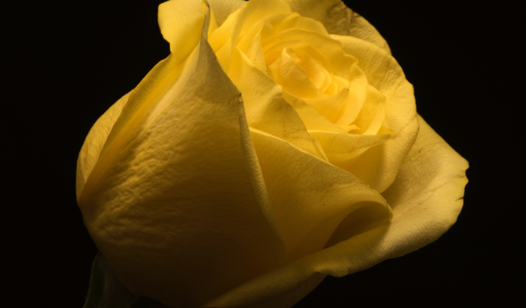 Красивая желтая роза на черном фоне крупным планом