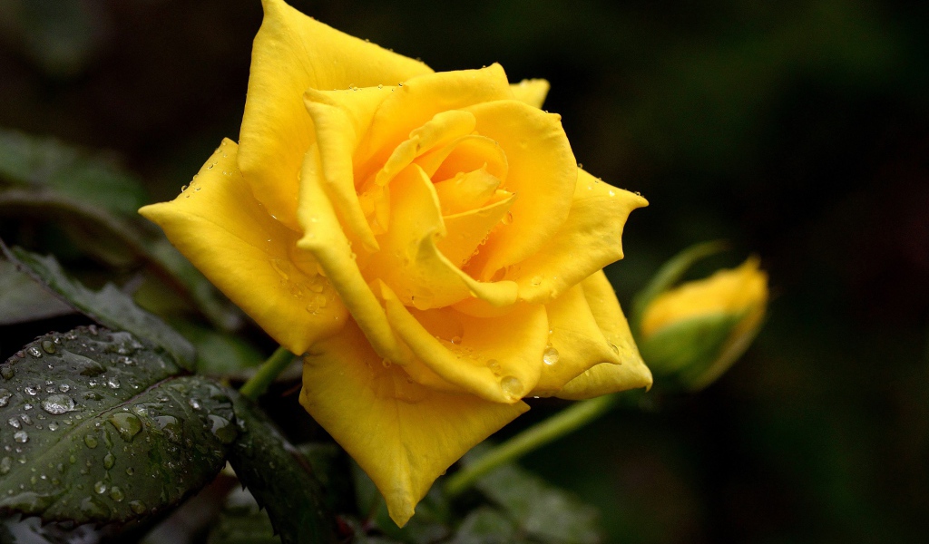 Красивая желтая роза с бутоном в каплях росы крупным планом