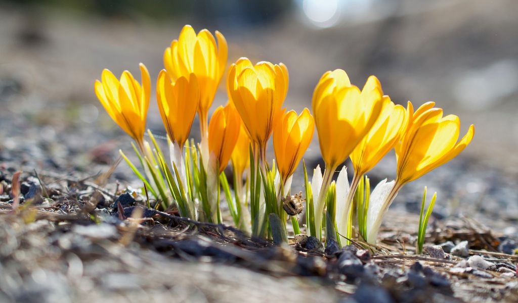 Красивые желтые весенние крокусы в лучах солнца 