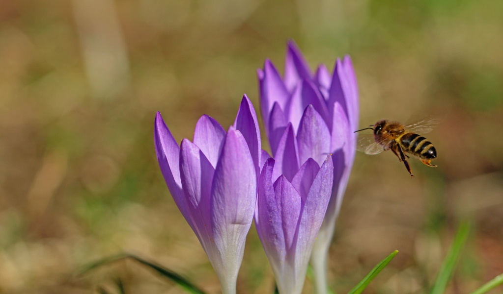 Пчела летит к сиреневым весенним крокусам