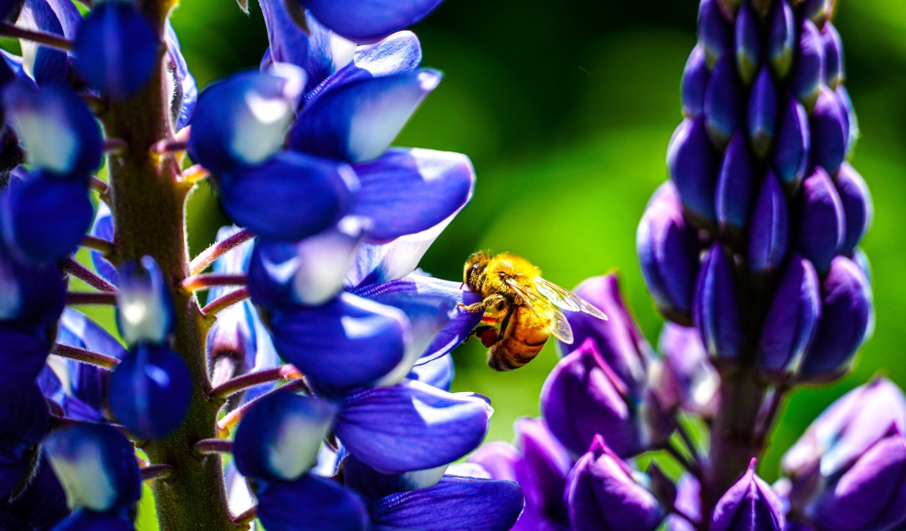 Пчела сидит на цветке люпина 