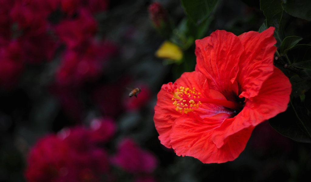 Большой красный цветок гибискуса крупным планом