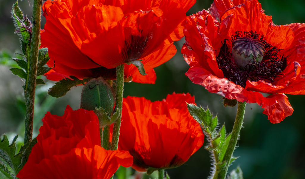 Большие красные маки с бутонами в лучах солнца