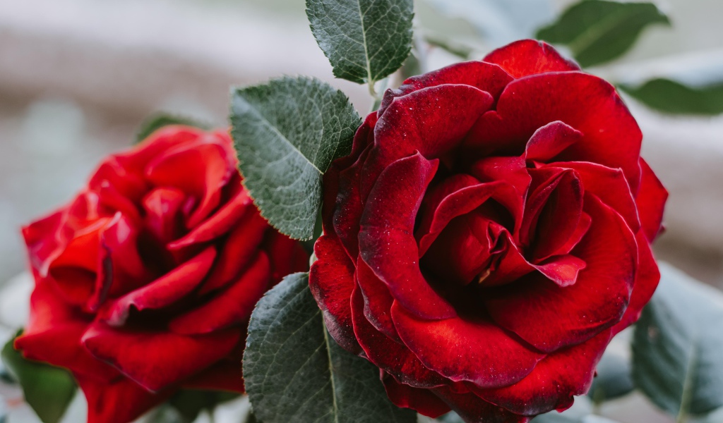 Большая алая роза с зелеными лепестками крупным планом