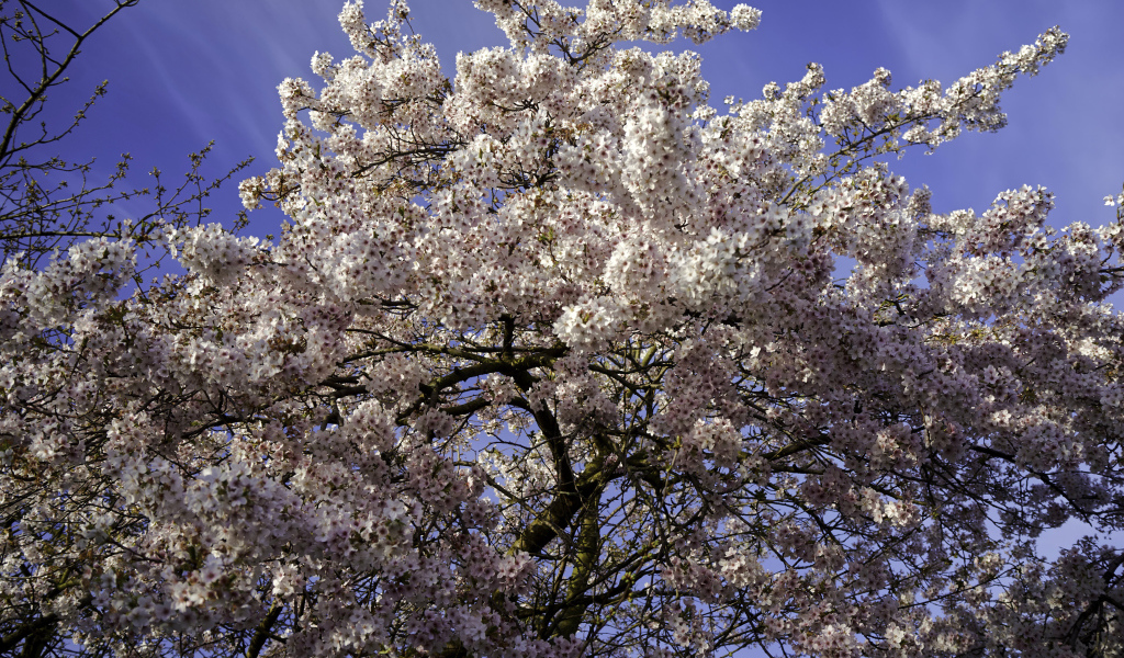 Большое дерево в розовыми цветами на фоне голубого неба 