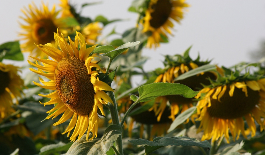 Большой желтый подсолнух с пчелами на поле 